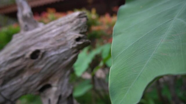 ants / flies on a leaf on the garden