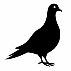 Zenaida dove silhouette vector isolated on white background