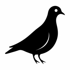 Zenaida dove silhouette vector isolated on white background