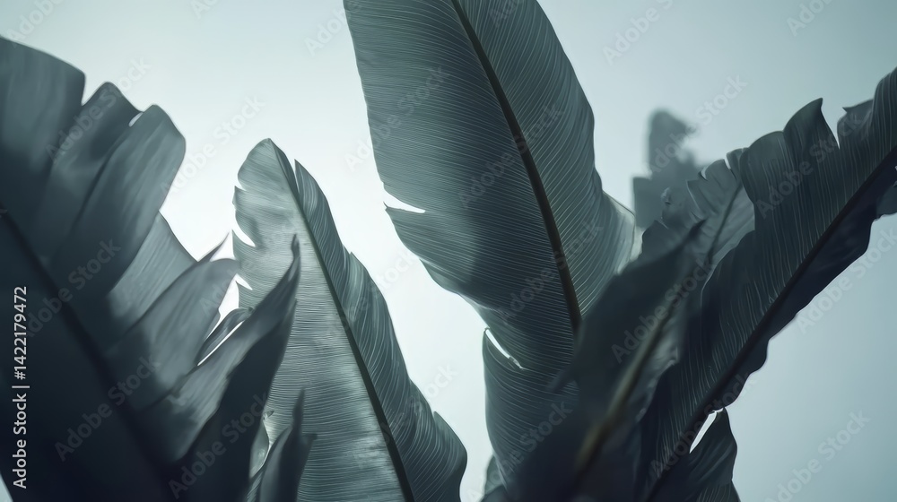 Poster close up of three leaves, one of which is a feather. the leaves are all grey and appear to be dried 