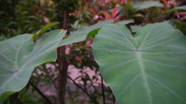 rain drops on a leaf garden