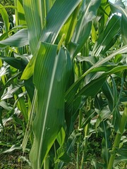 View of corn leaves damaged by grasshoppers