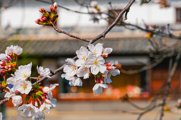 View of the beautiful cherry blossoms with the traditional Japanese house in the background in spring in Japan.
