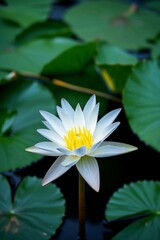 there is a white flower with yellow center in a pond