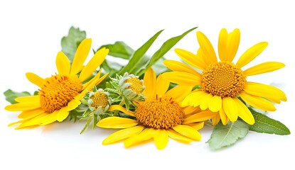 Bright Yellow Flowers with Green Leaves on White Background