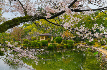 View of the beautiful cherry blossoms at a Japanese park on a rainy day in spring in Japan.