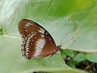 butterfly standing on taro leaf