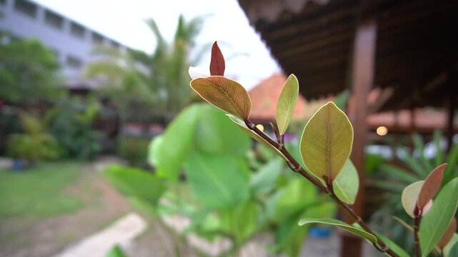 flower in the garden