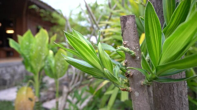 beautiful plant in the garden