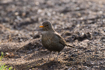 A gray bird possessing an orange beak is currently perched on the earthy ground below Turdus merula