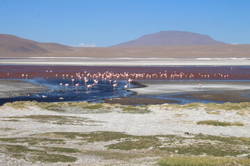 Lagoons, volcanoes and geysers in the Uyuni desert
