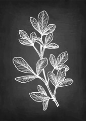 Fenugreek branch chalk sketch