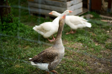 geese in the park