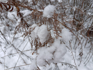 High last year's withered grass covered with snow in forest