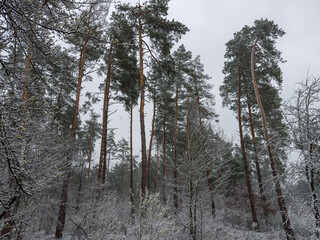 Section of pine and deciduous forest during the spring snowfall