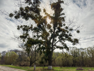 Old black poplar overgrown with mistletoe, view backlit at springtime