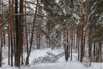Fototapeta premium Section of pine forest with fallen trees after snowfall