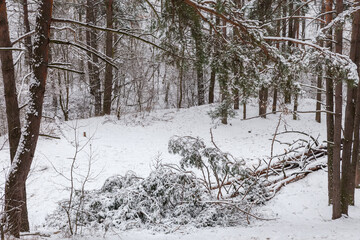Fallen pines covered with snow in winter forest after snowfall