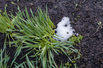 Patch of melting snow next the bush of green grass