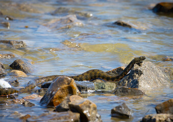 A Dice Snake (Natrix tessellata), a non-venomous water snake found in Romania, moves through...