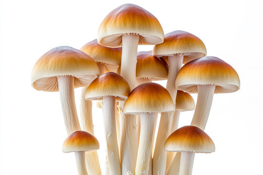 Close up of psilocybe cubensis mushrooms on white background