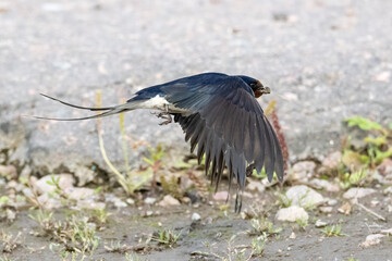Barn swallow