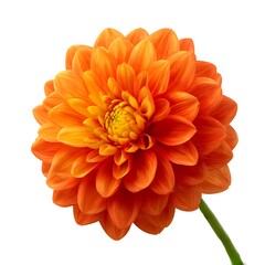 A vibrant orange dahlia flower isolated on a clean white background