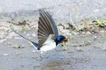 Barn swallow