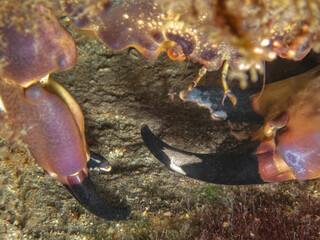 Florida stone crab (Menippe mercenaria) hiding in a hole at the Blue Heron Bridge, Riviera Beach, Florida