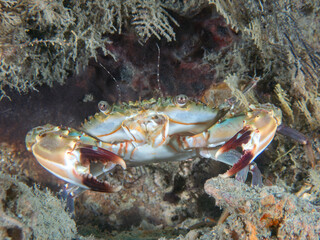 Blue Swimmer Crab (Portunus pelagicus) at the Blue Heron Bridge, Riviera Beach, Florida