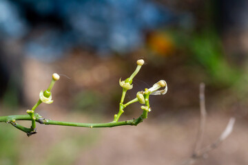 Three newly formed oranges after pollination of orange blossom flowers on an orange tree in Valencia