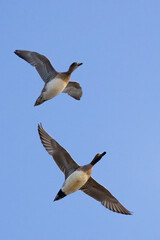 Eurasian Wigeon