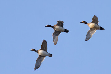 Eurasian Wigeon