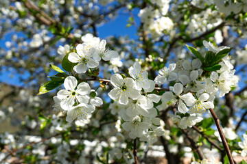 A branch of a lushly blooming cherry tree on a sunny day.