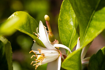 Freshly formed lemon next to lemon blossom on a lemon tree in Valencia, Spain.