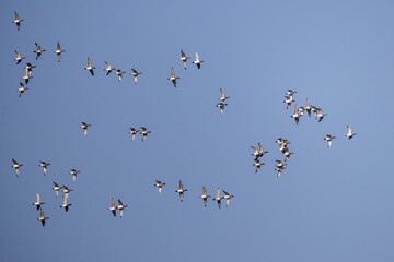 Eurasian Wigeon