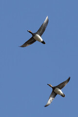 Eurasian Wigeon