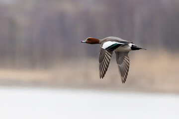 Eurasian Wigeon