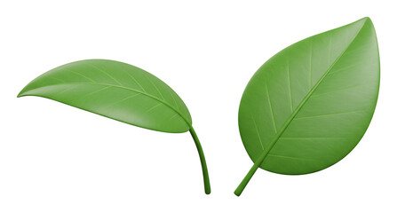 鮮やか緑葉二枚
