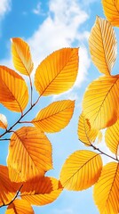 Fototapeta premium Vibrant Autumn Leaves Against a Sunny Sky