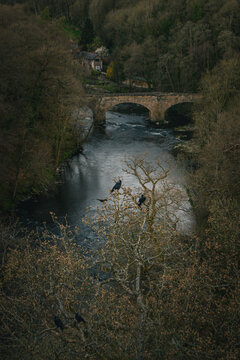 Crows seen from the Pontcysyllte Aqueduct in Trevor, Wales