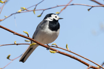 white wagtail