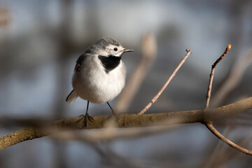 white wagtail