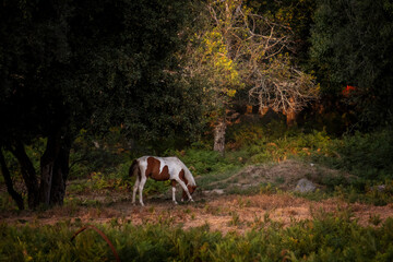 Lindo cavalo branco e castanho a pastar na floresta
