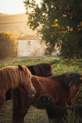 cavalos curiosos a observar de perto uma ovelha negra no campo