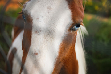 Close up de cavalo castanho e branco com olhos azuis