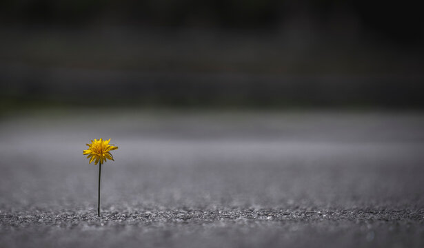 Macro de flor a nascer no alcatr&atilde;o