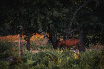 Bonito cavalo castanho a pastar na natureza