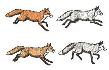 Running fox animal engraving vector illustration