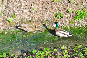 duck and drake in a ditch